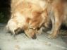 Sol PICT6601.JPG