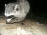 Raccoon, baited with cat food near our house PICT8618.JPG