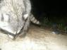 Another raccoon shot PICT8620.JPG