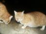 Cutie and Sweetie return. PICT8665.JPG