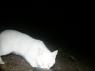 Pepper checks out an the trap PICT9346.JPG