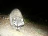 Another raccoon with some cat food PICT9422.JPG
