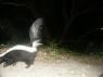 Another skunk, without bait PICT9531.JPG