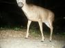 A curious mule deer PICT9532.JPG