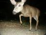 Another one of the deer PICT9533.JPG