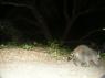 Another young raccoon. Is it the same one? PICT9534.JPG