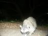 What is this thing? PICT9535.JPG