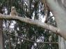 owlbabies.jpg